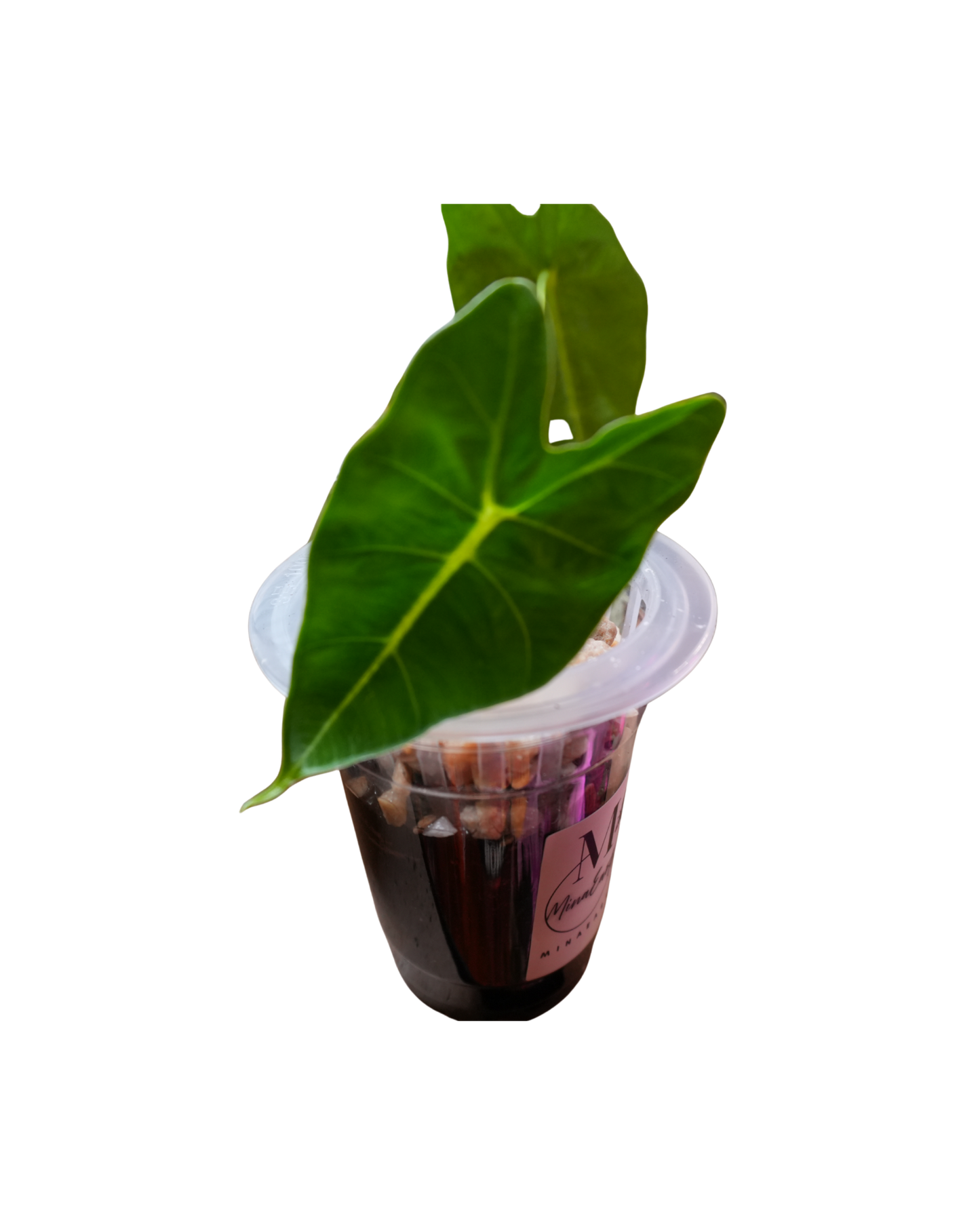 Alocasia Frydek Hydroponic