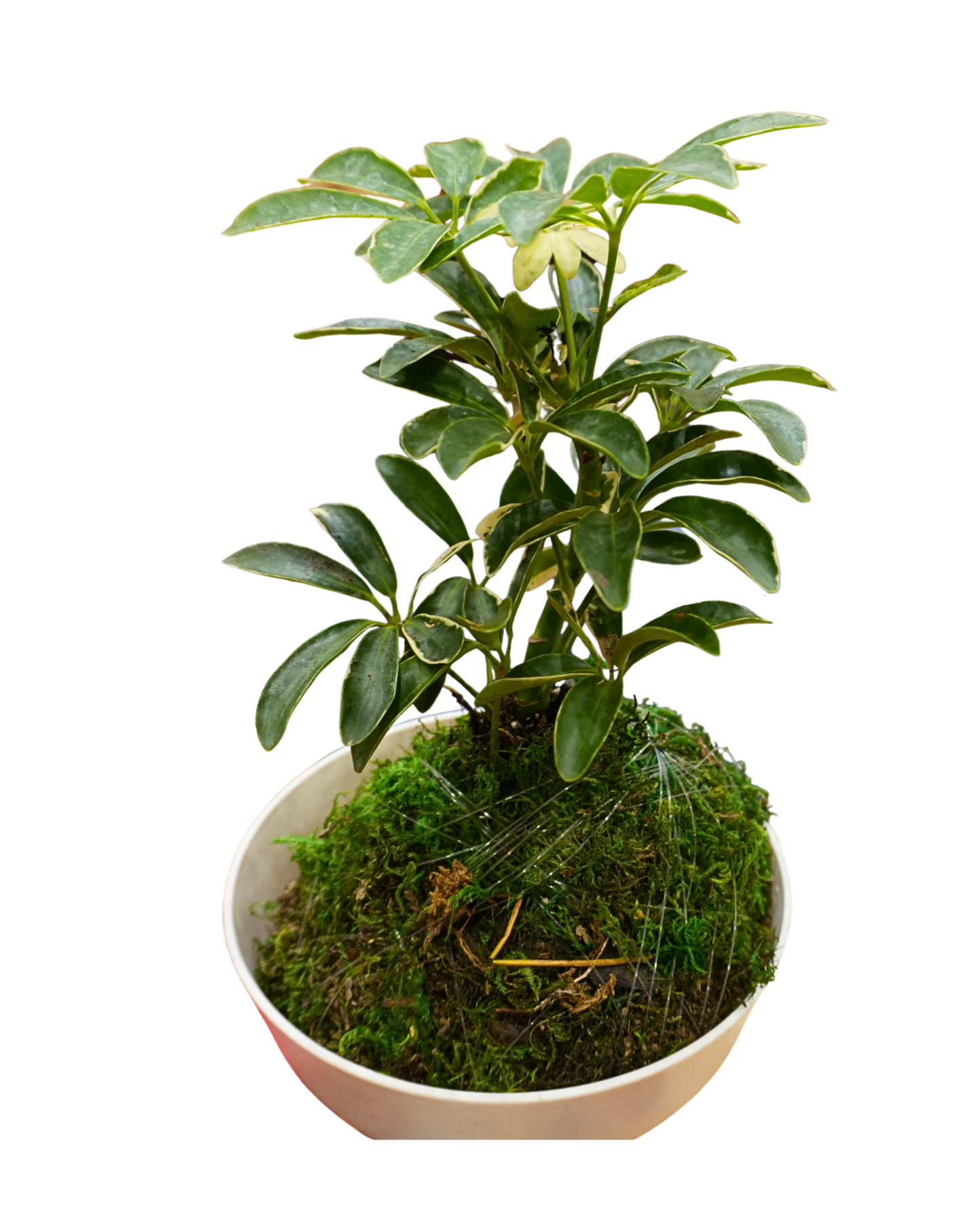 Dwarf Umbrella Tree Kokedama