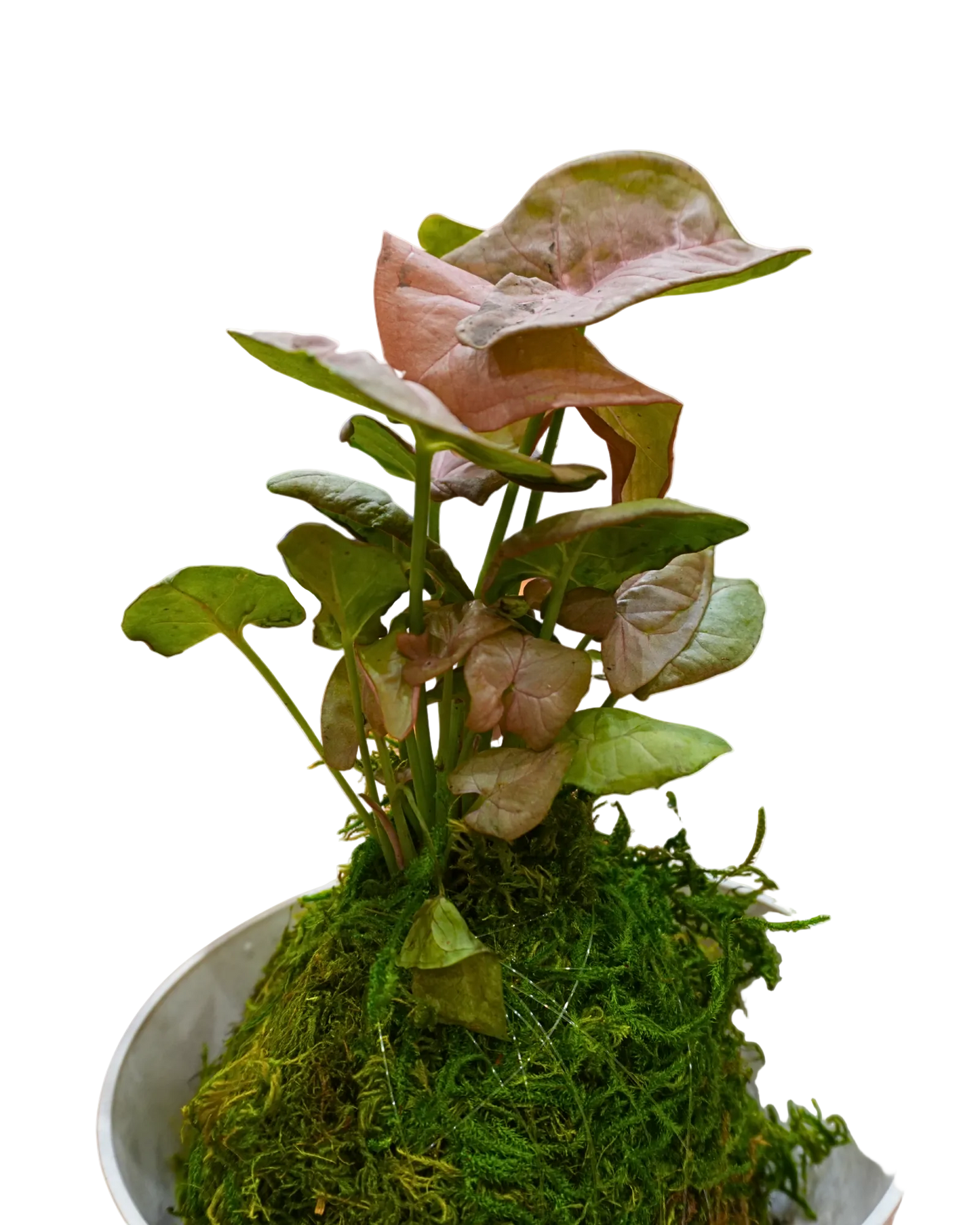 Pink Syngonium Kokedama