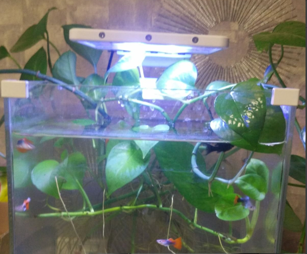 aquaponics indoor plants Aquaponics Starter Kit- How To Grow Fish and Plants – Mina Earth