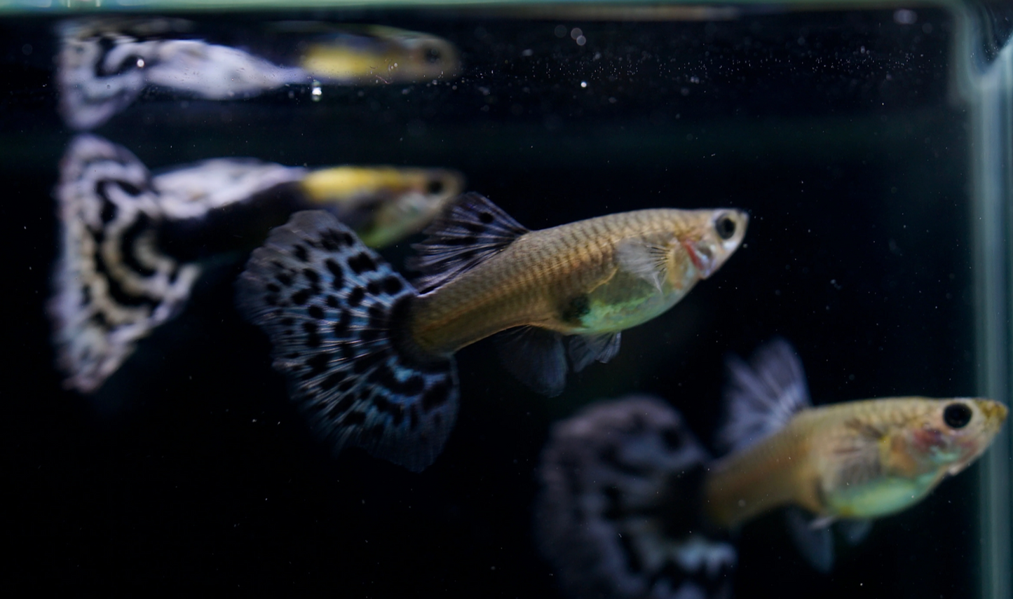 Live Exotic Guppies – Ivory Purple Mosaic Dragon