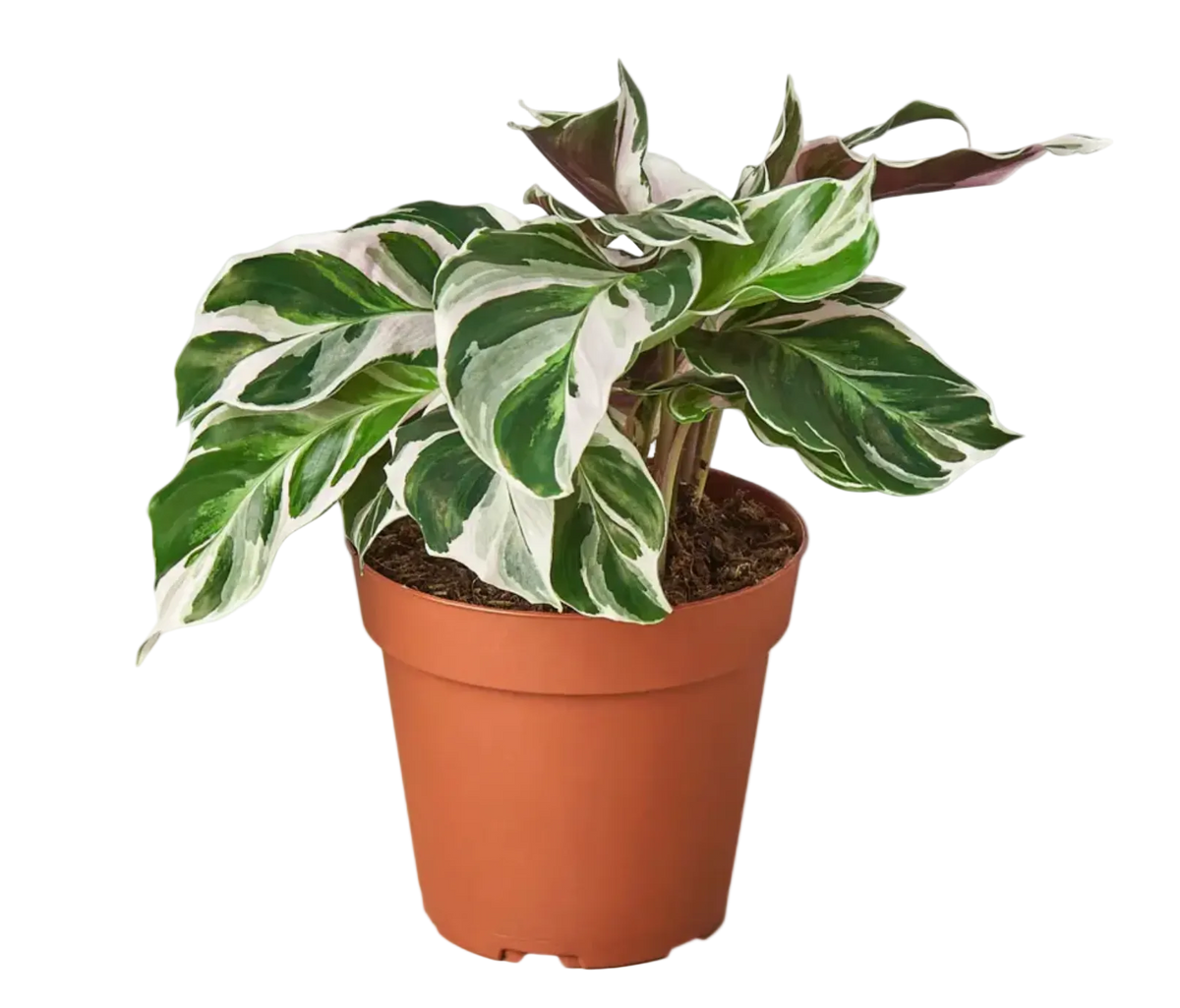 Calathea White Fusion 4 inch | Rare Variegated Prayer Plant