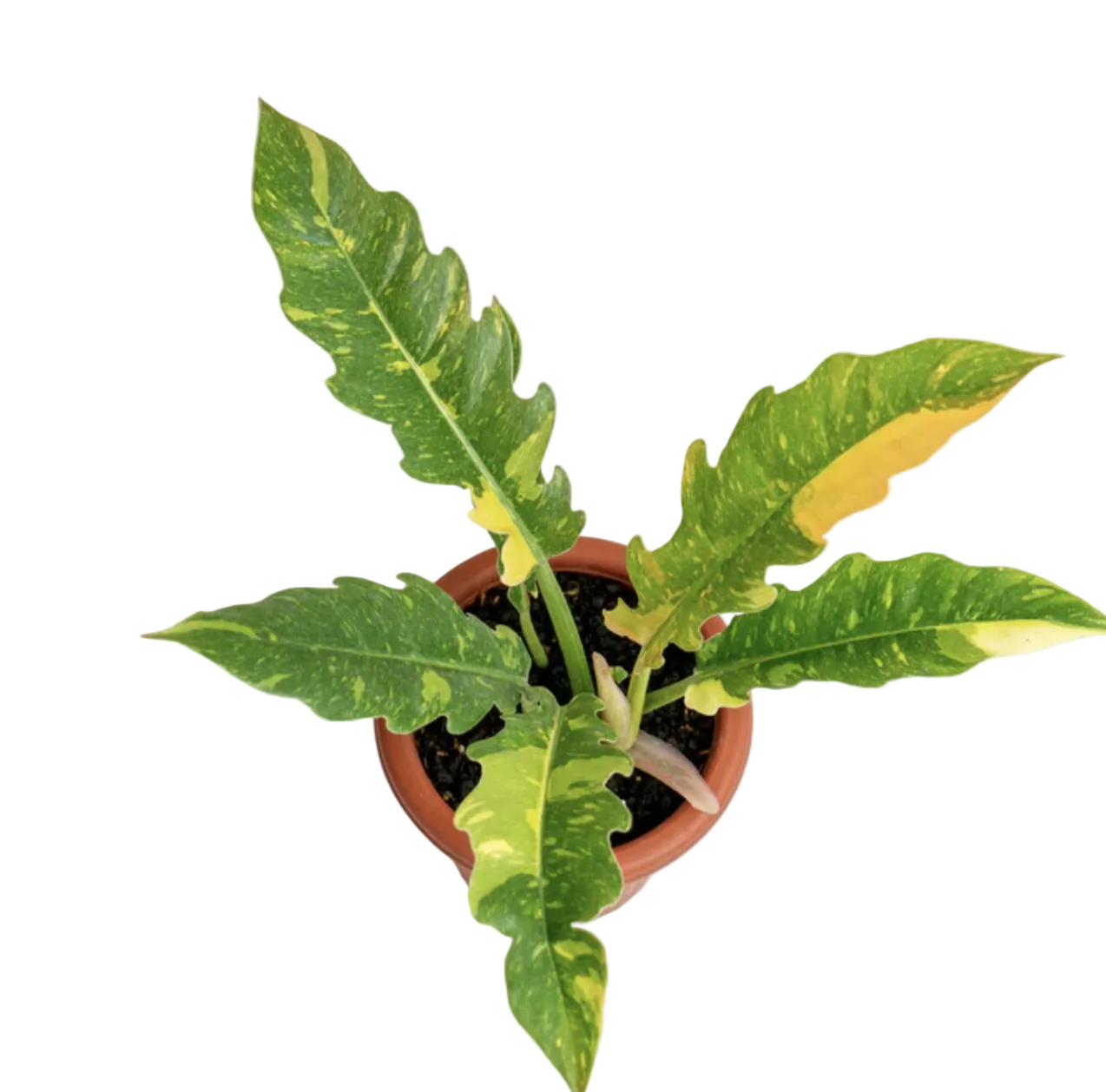 Variegated Ring of Fire Philodendron 4-inch
