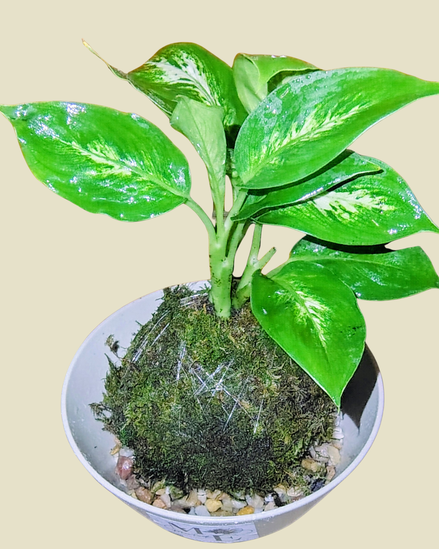 Diffenbachia Plant Kokedama