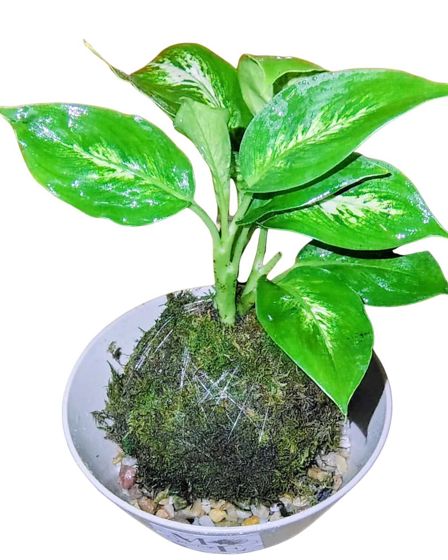 Diffenbachia Plant Kokedama