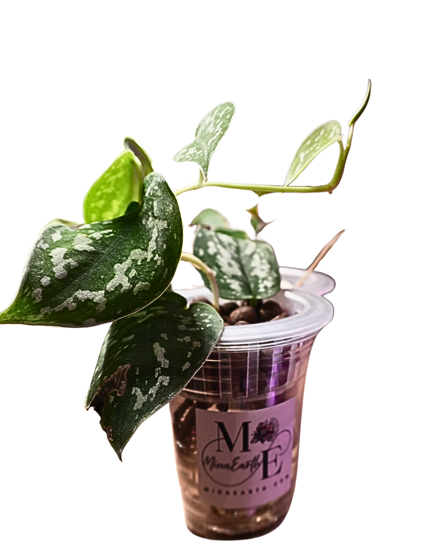 Silver Pothos Hydroponic