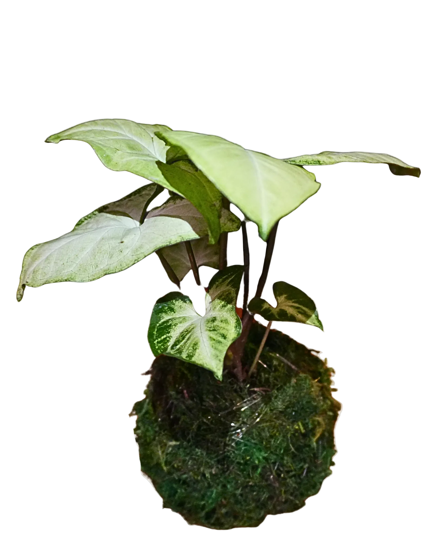 Syngonium Batik Kokedama
