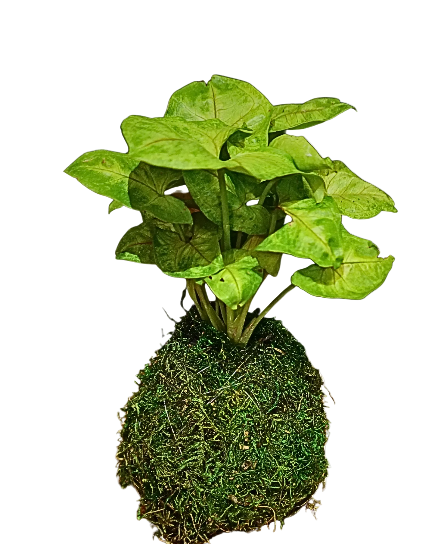 Syngonium Gold Allusion Kokedama