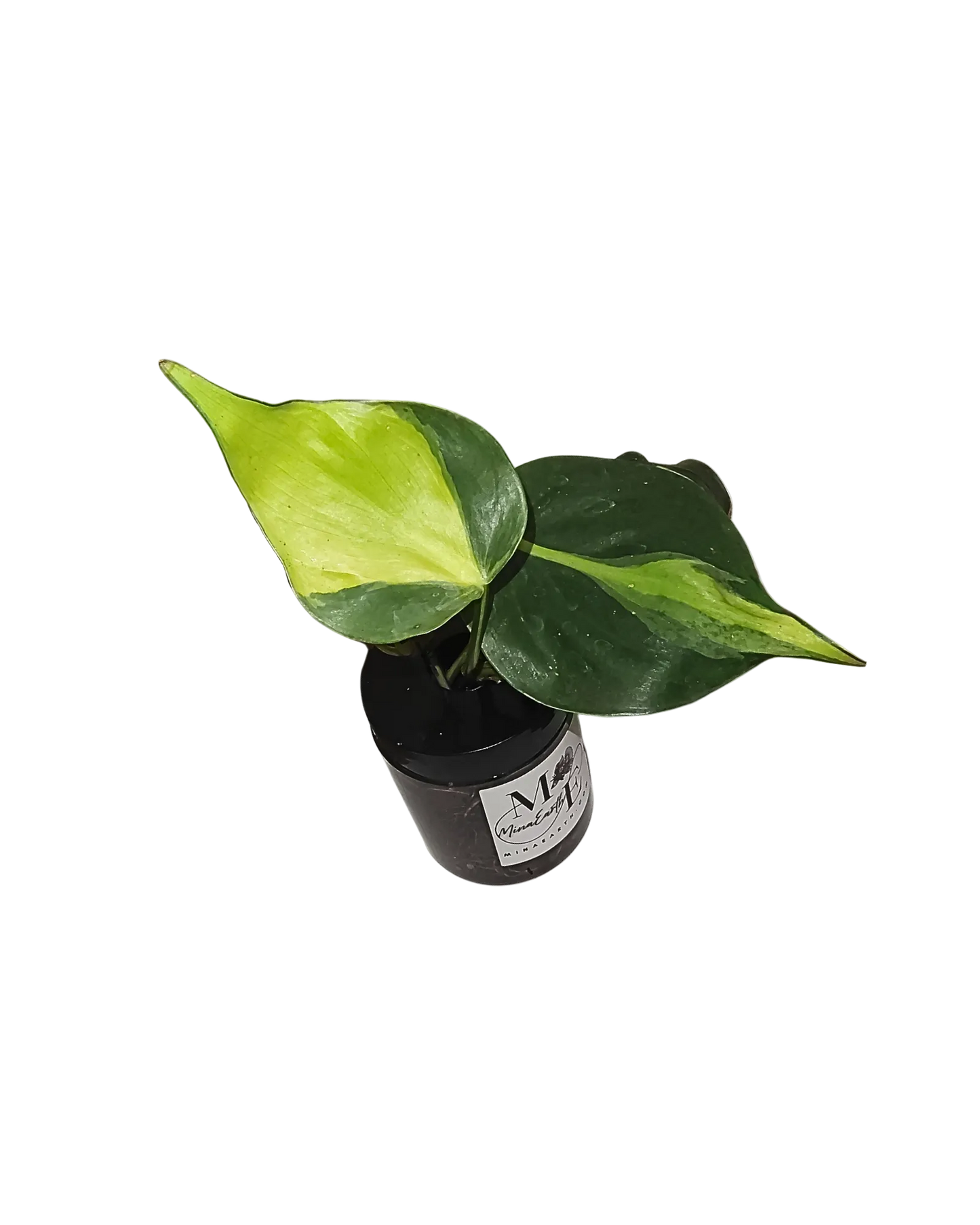 Hydroponic Philodendron Brasil