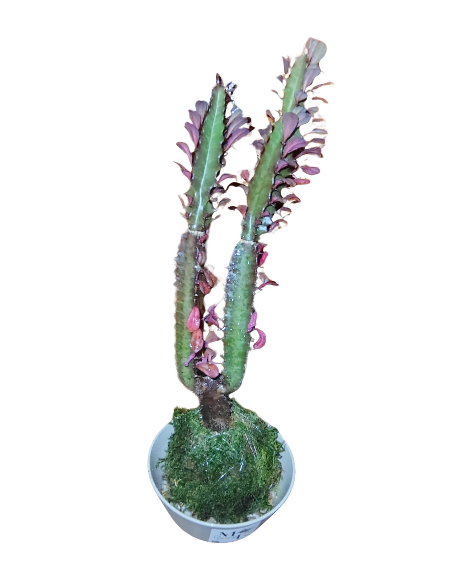 Cactus Plant Kokedama