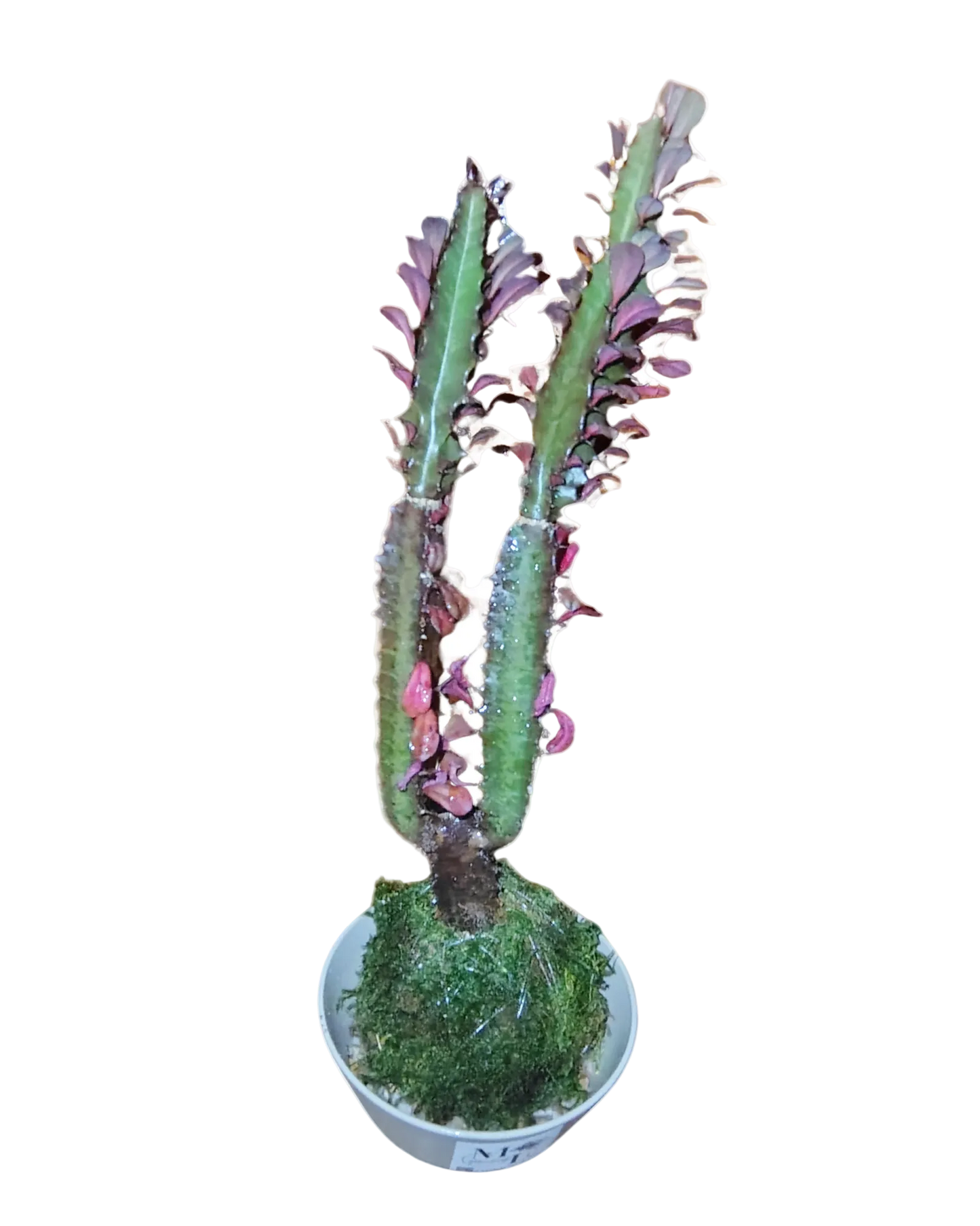Cactus Plant Kokedama