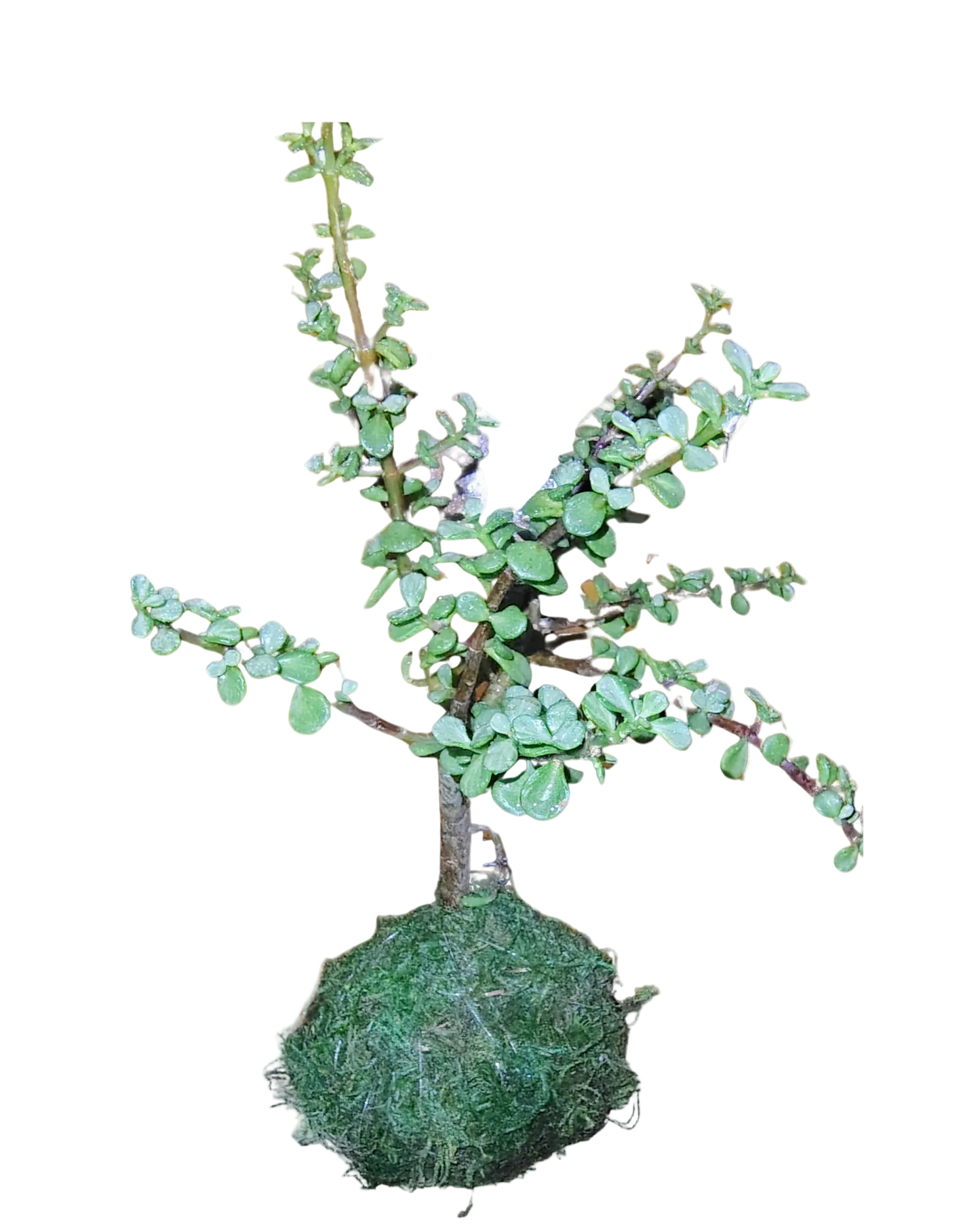 Elephant Bush Plant Kokedama