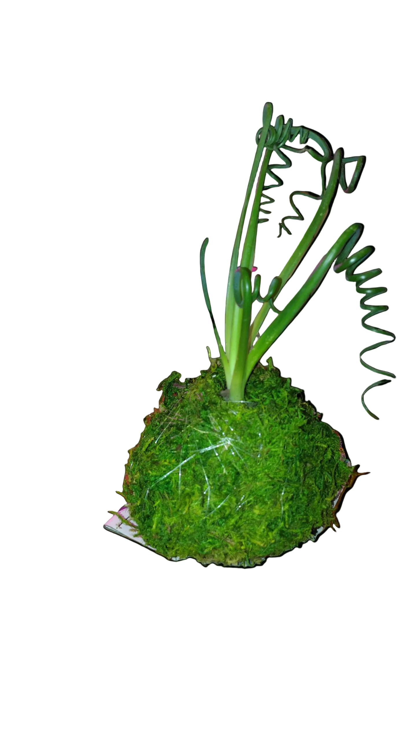 Frizzle Sizzle Kokedama