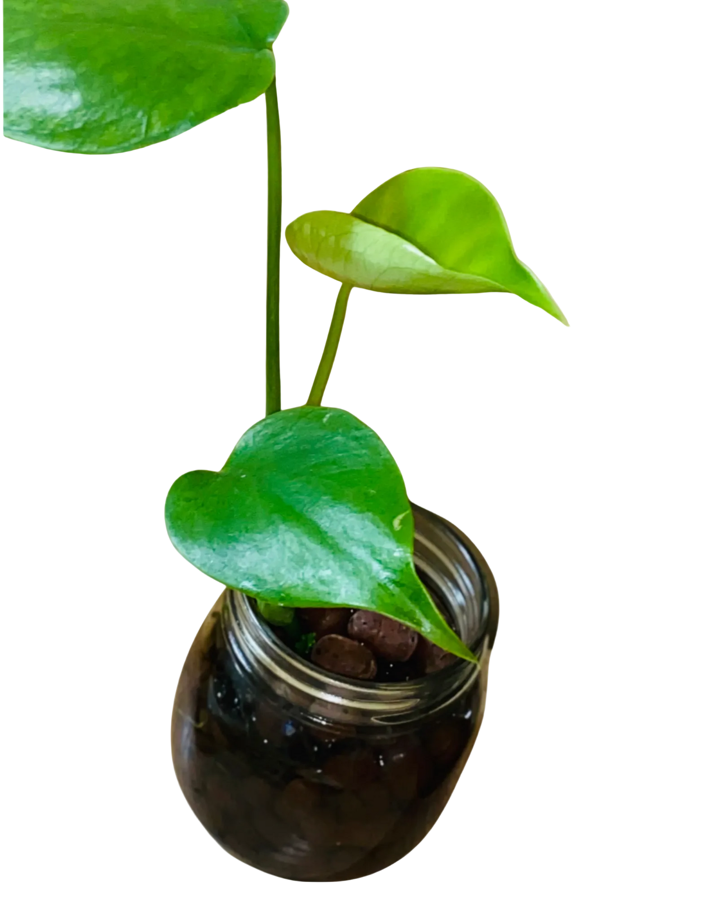 Hydroponic Monstera Deliciosa