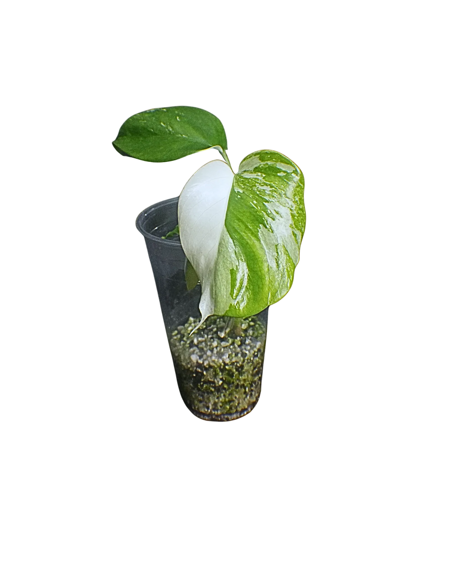Monstera Borsigiana Albo-Expert Plant Level