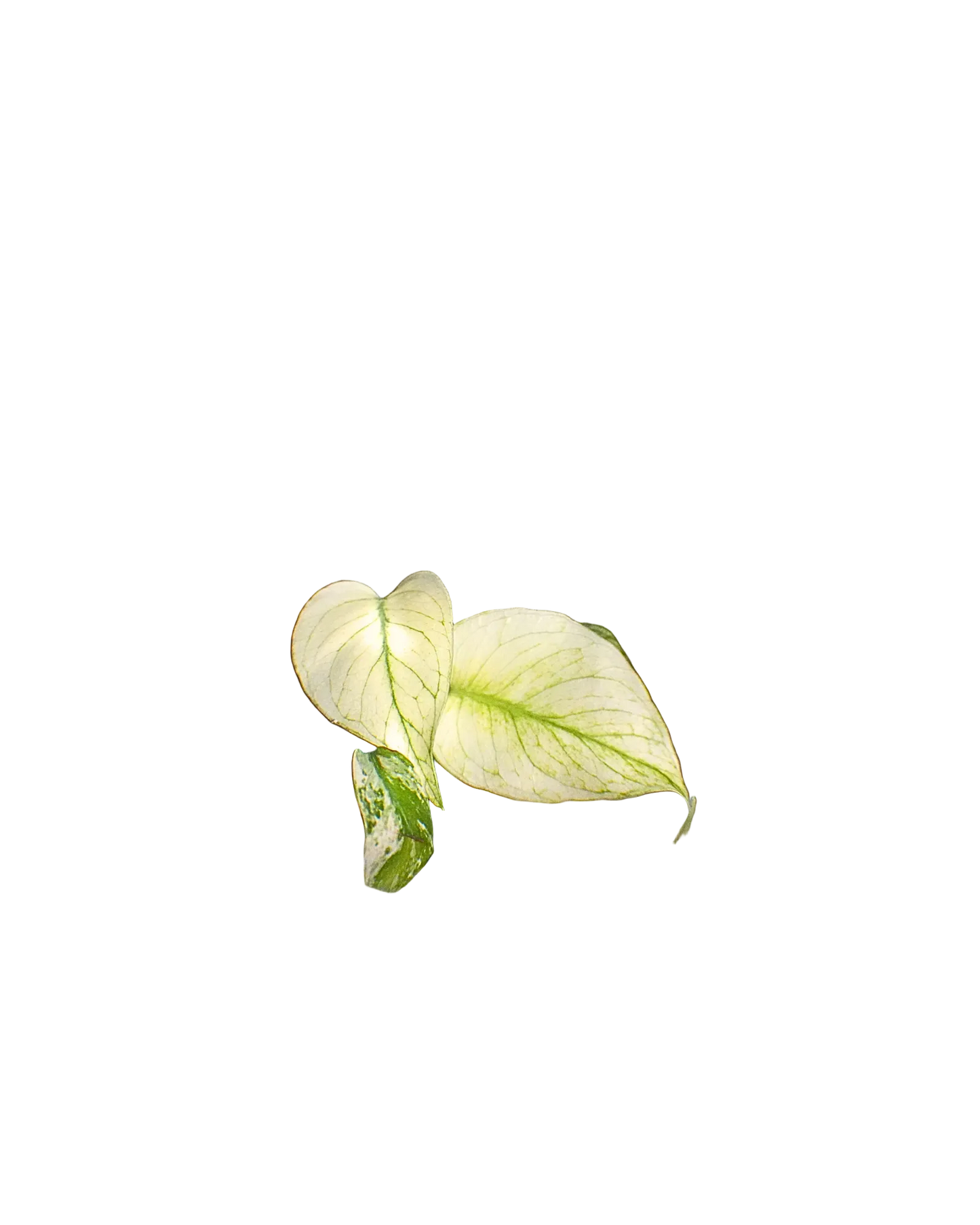 Monstera White Monster- Expert Plant Care
