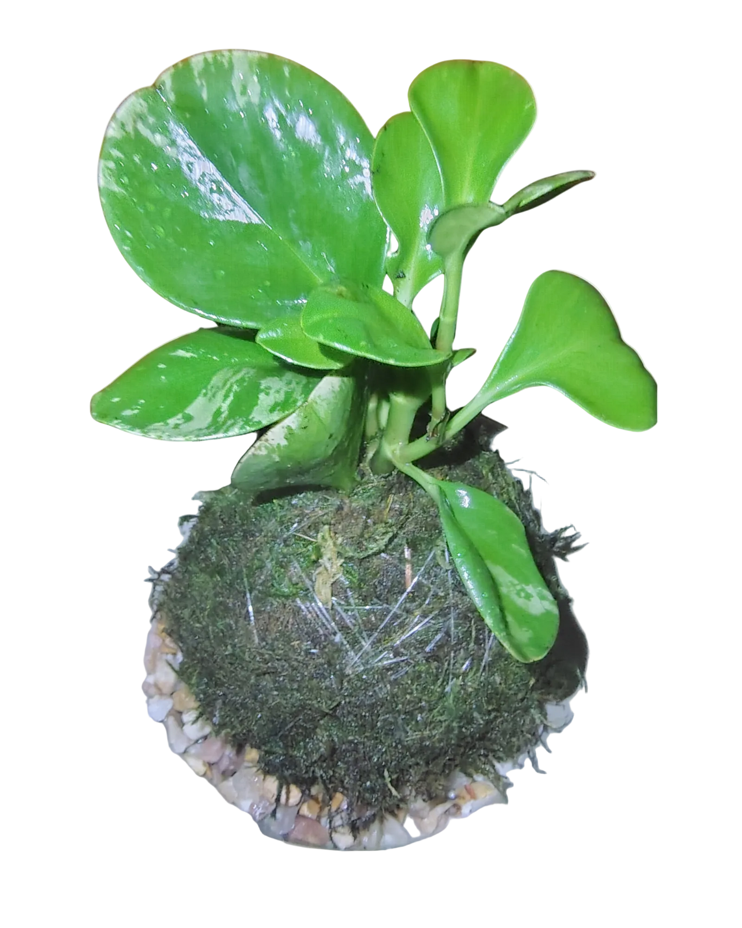 Peperomia Plant Kokedama
