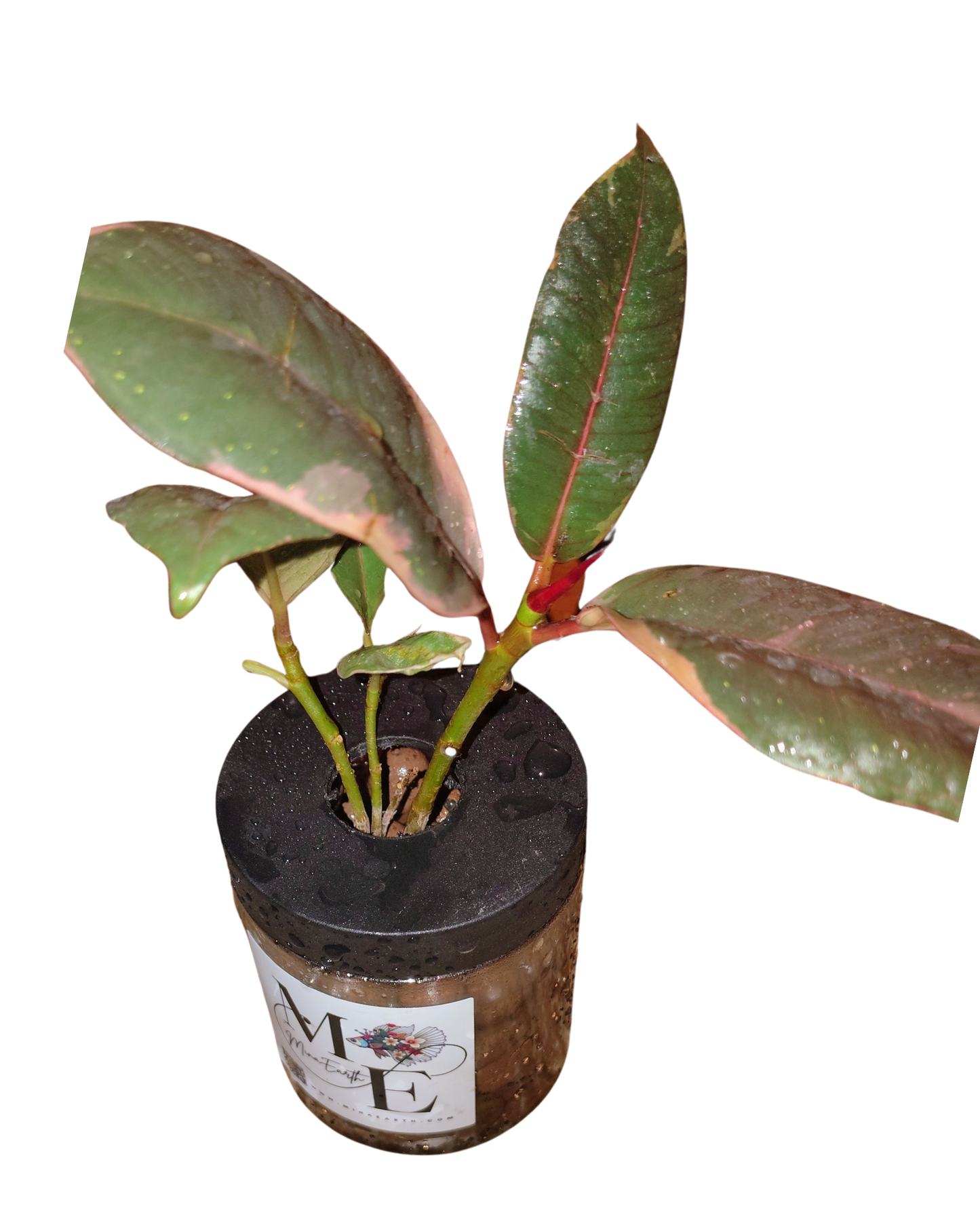 Hydroponic Ficus Plant