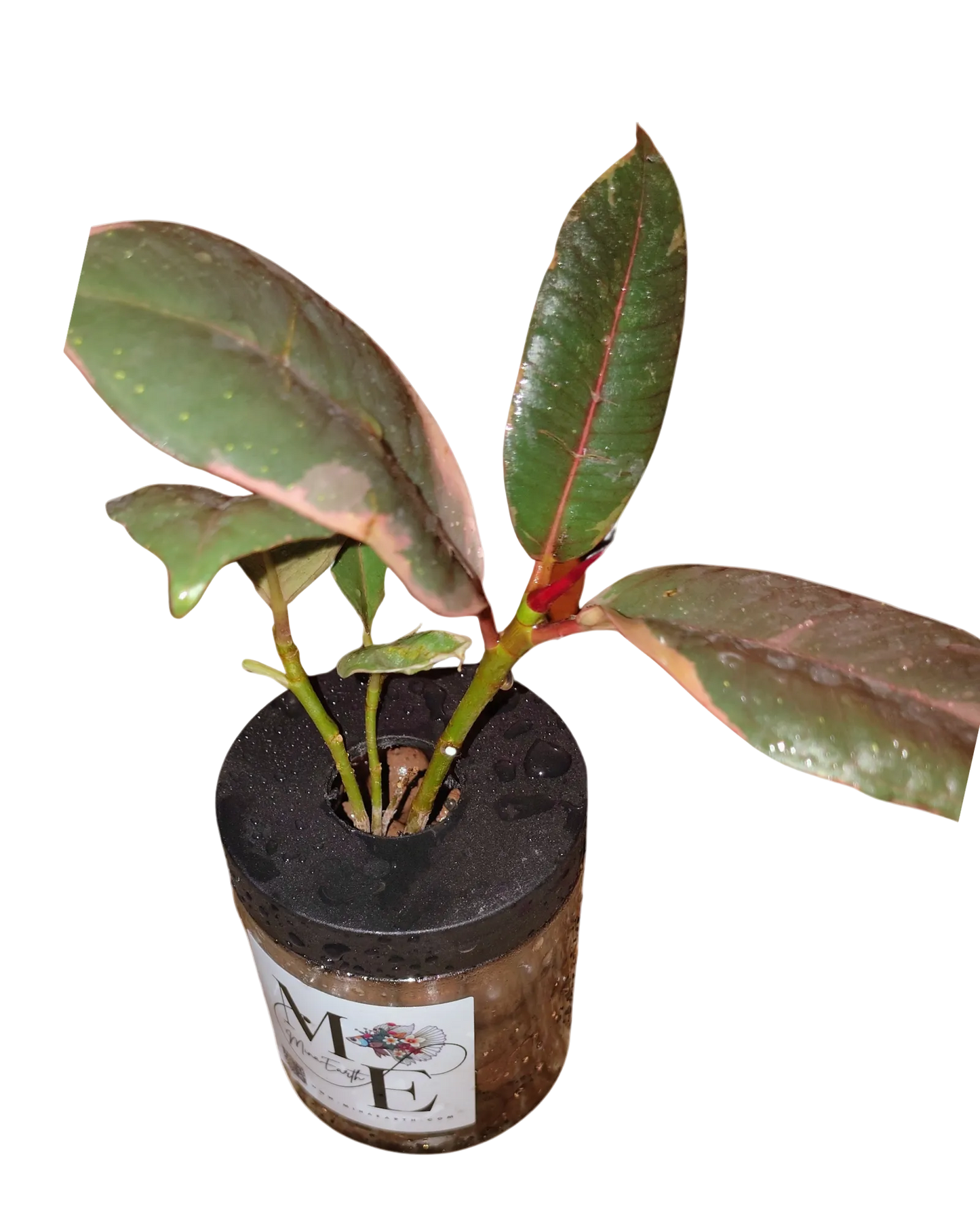 Hydroponic Ficus Plant