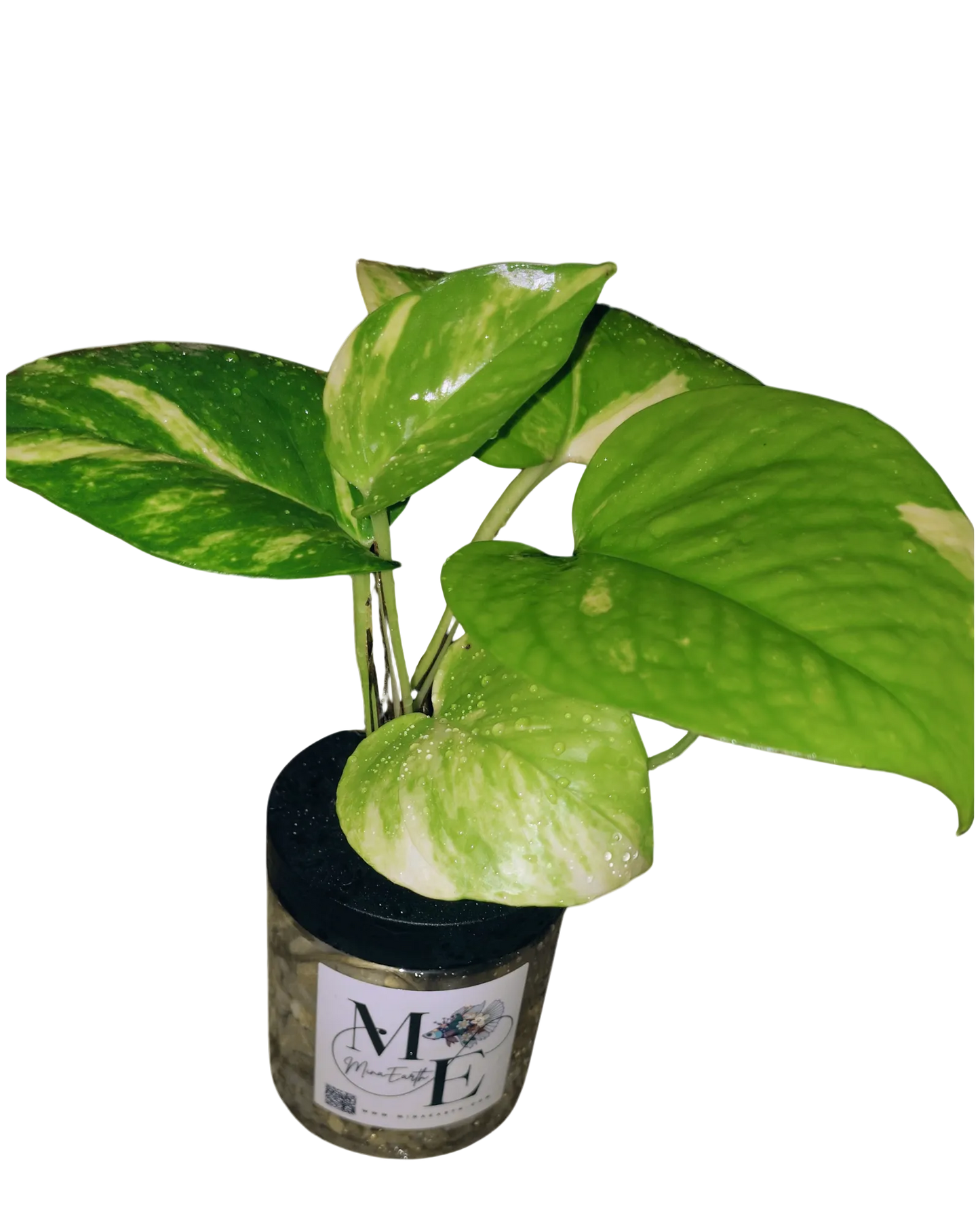 Hydroponic Pothos Plant