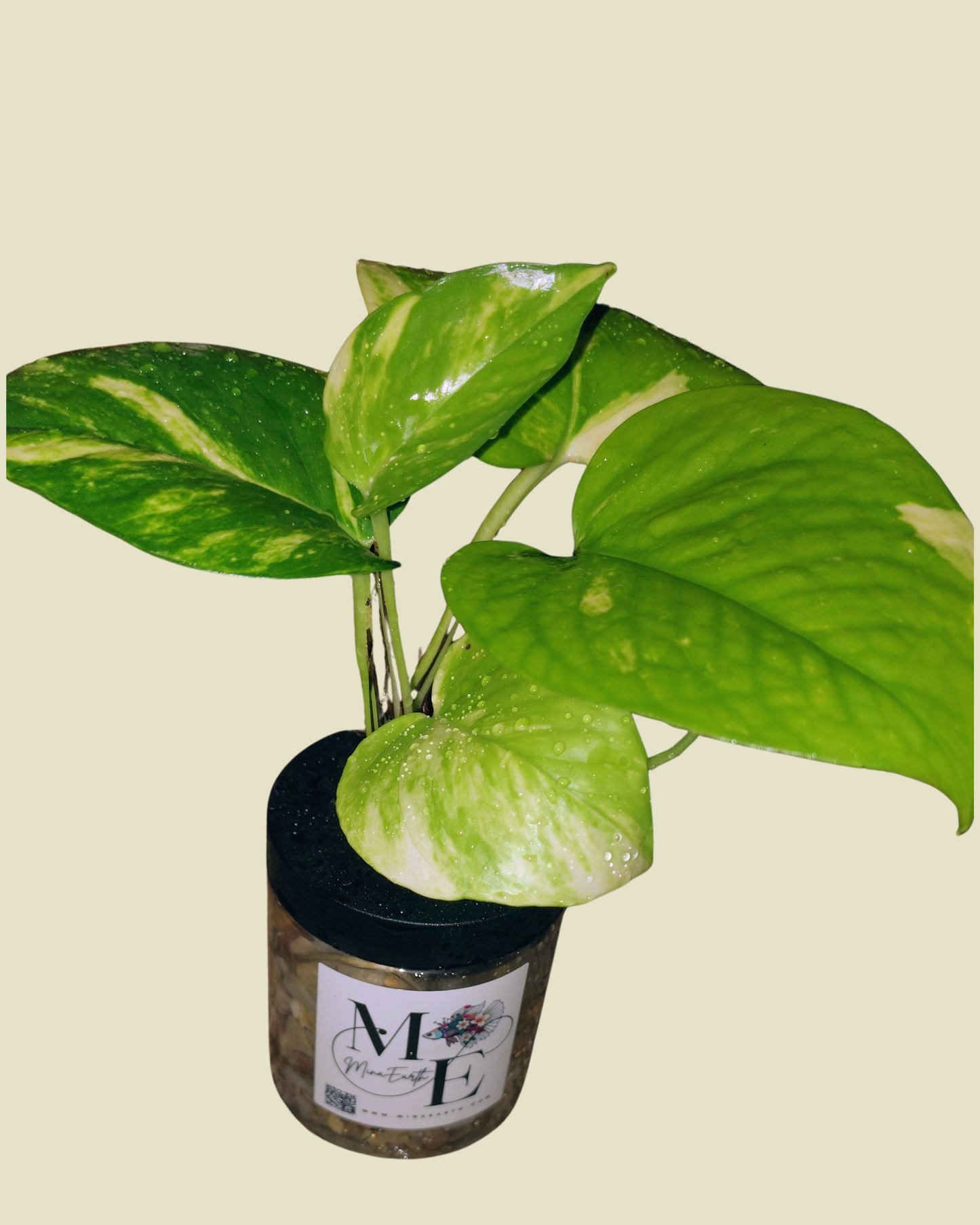 Hydroponic Pothos Plant