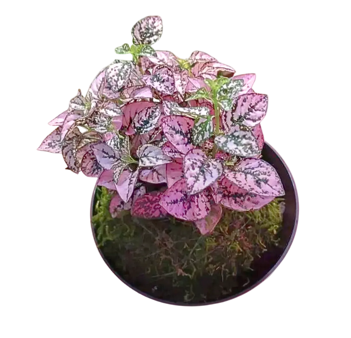 Pink Polka Dot Kokedama