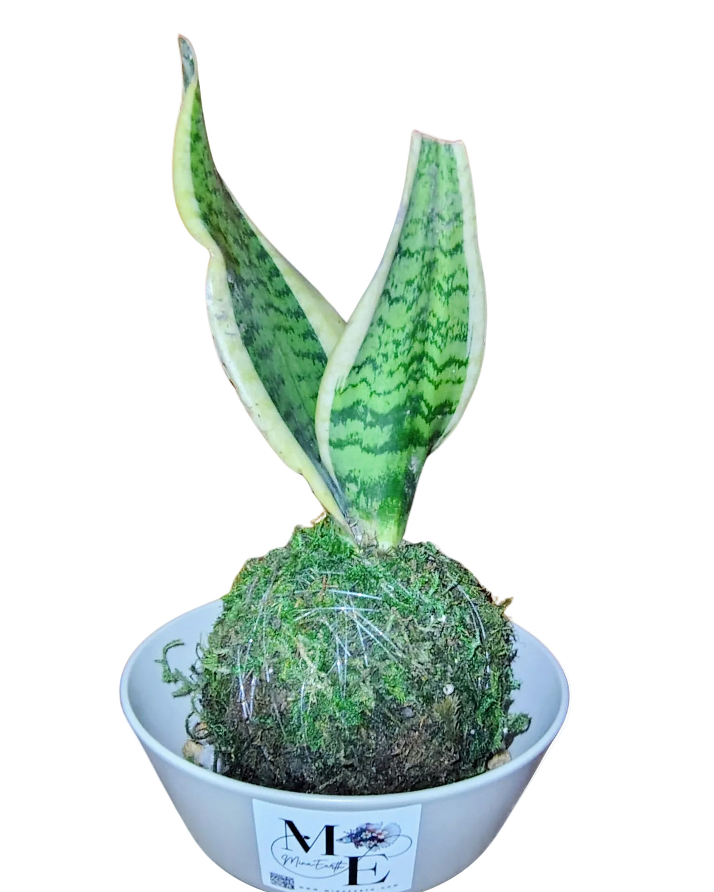 Snake Plant Kokedama