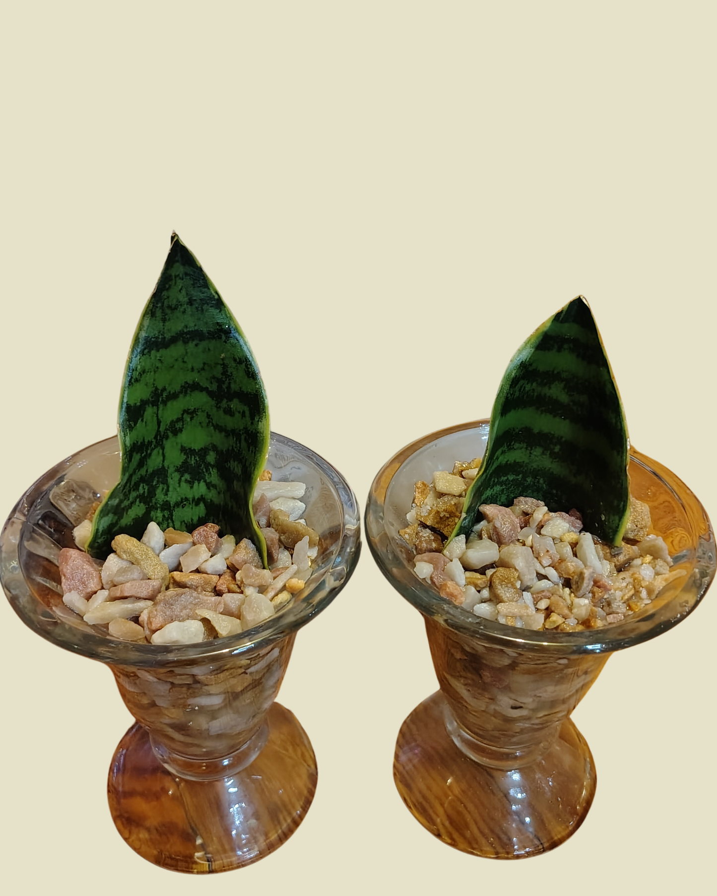 Propagated Plants for Sale