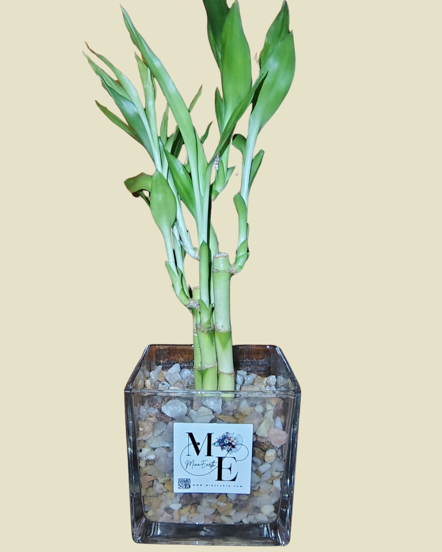 Grow Serenity — Hydroponic Bamboo for Peaceful Spaces