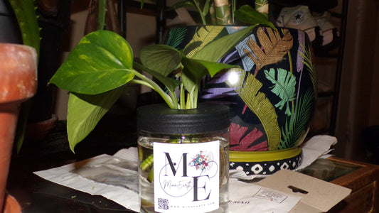 Top 3 Houseplants You Can Grow in Water (Easy, Low-Maintenance Picks)