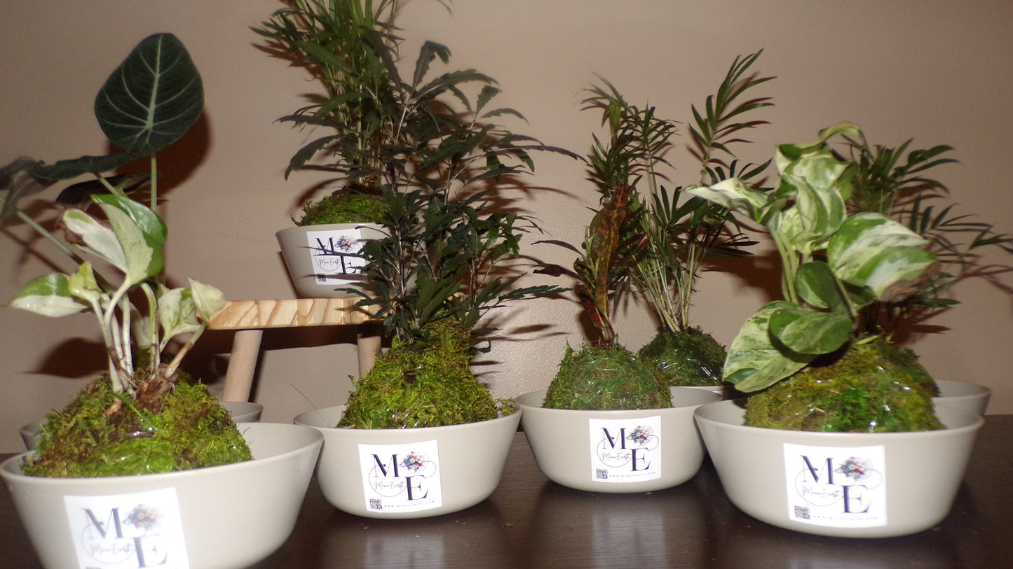 Kokedama Plant