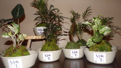 Kokedama Plant