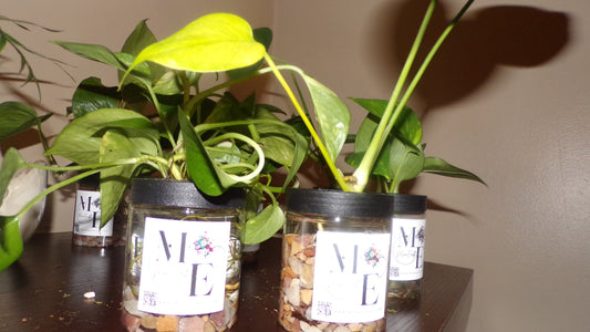 Pest Free- Hydroponic Live Pothos Plant