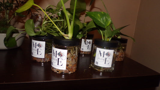 Pest Free- Hydroponic Live Pothos Plant