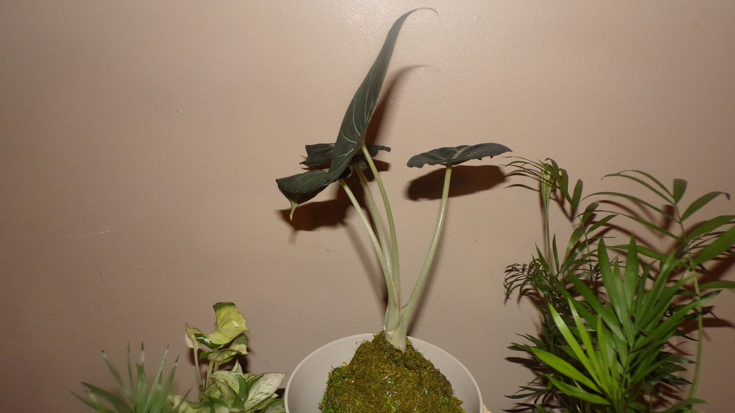 Kokedama Plant