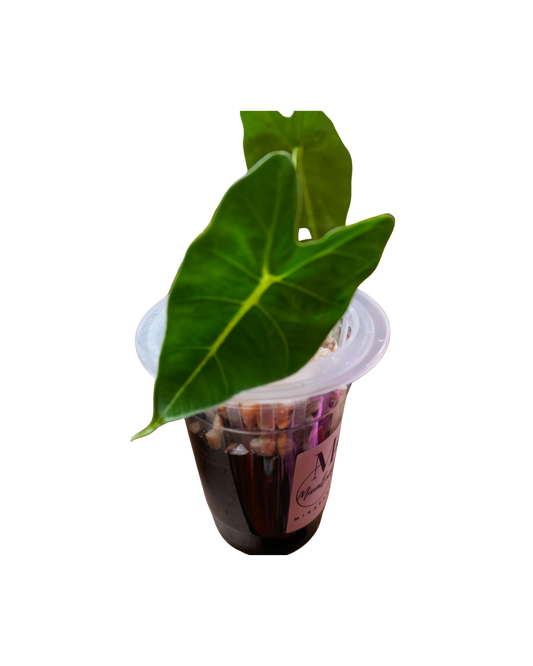 Alocasia Frydek Hydroponic