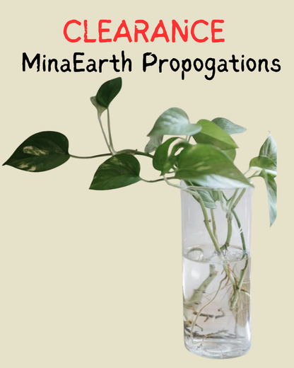 Propagated Plants for Sale