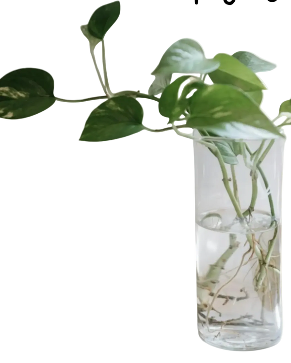 Propagated Plants for Sale
