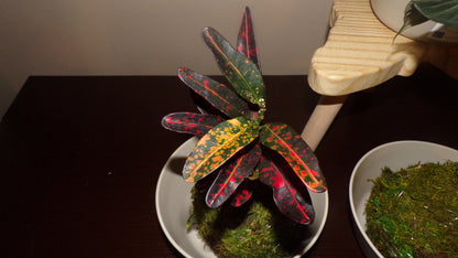 Kokedama Plant