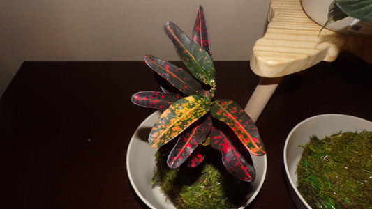 Kokedama Plant