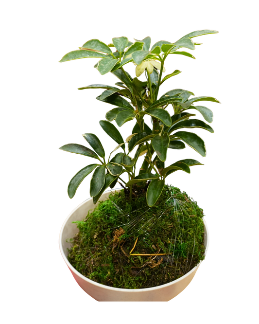 Dwarf Umbrella Tree Kokedama