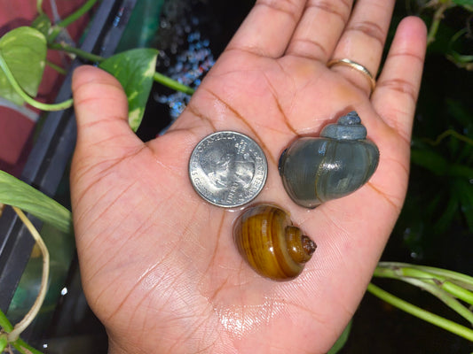 Live  Freshwater Aquarium Snails, Algae Eaters-  Blue & Assorted 3 Pack  (Quarter Size & Up) Mystery Snails