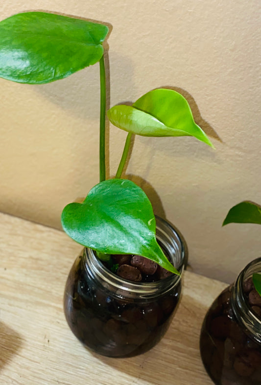 Monstera Deliciosa (Hydroponic)