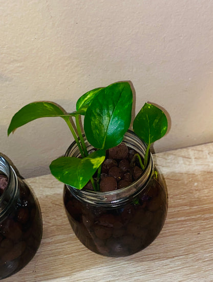 Pest Free- Hydroponic Live Pothos Plant