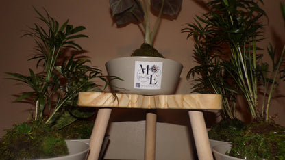 Kokedama Plant