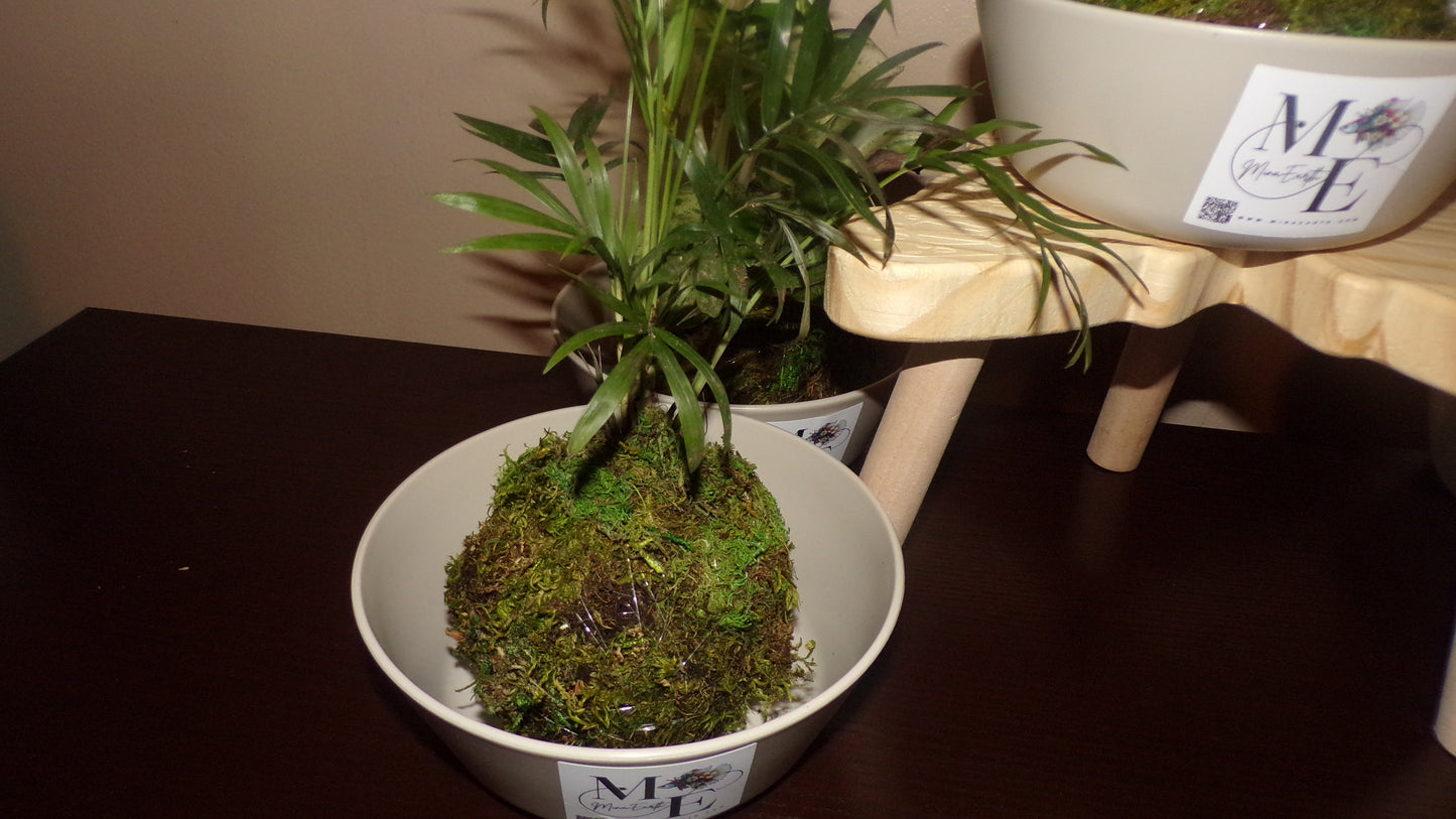 Kokedama Plant