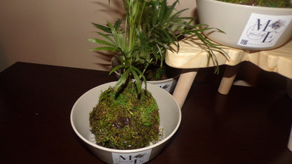 Kokedama Plant