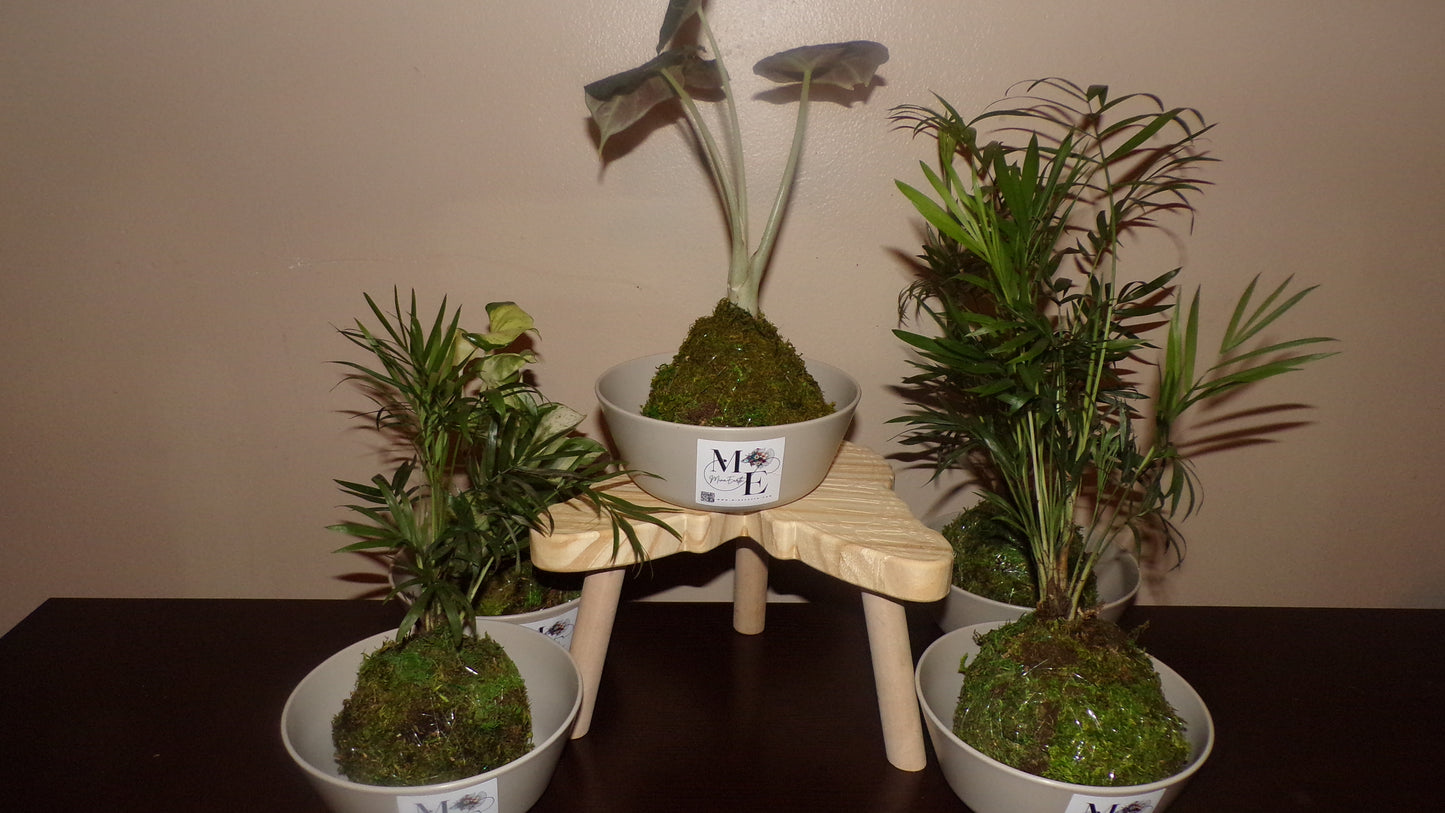 Kokedama Plant
