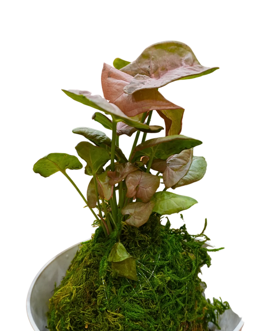 Pink Syngonium Kokedama