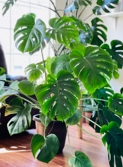 Monstera Deliciosa (Hydroponic)